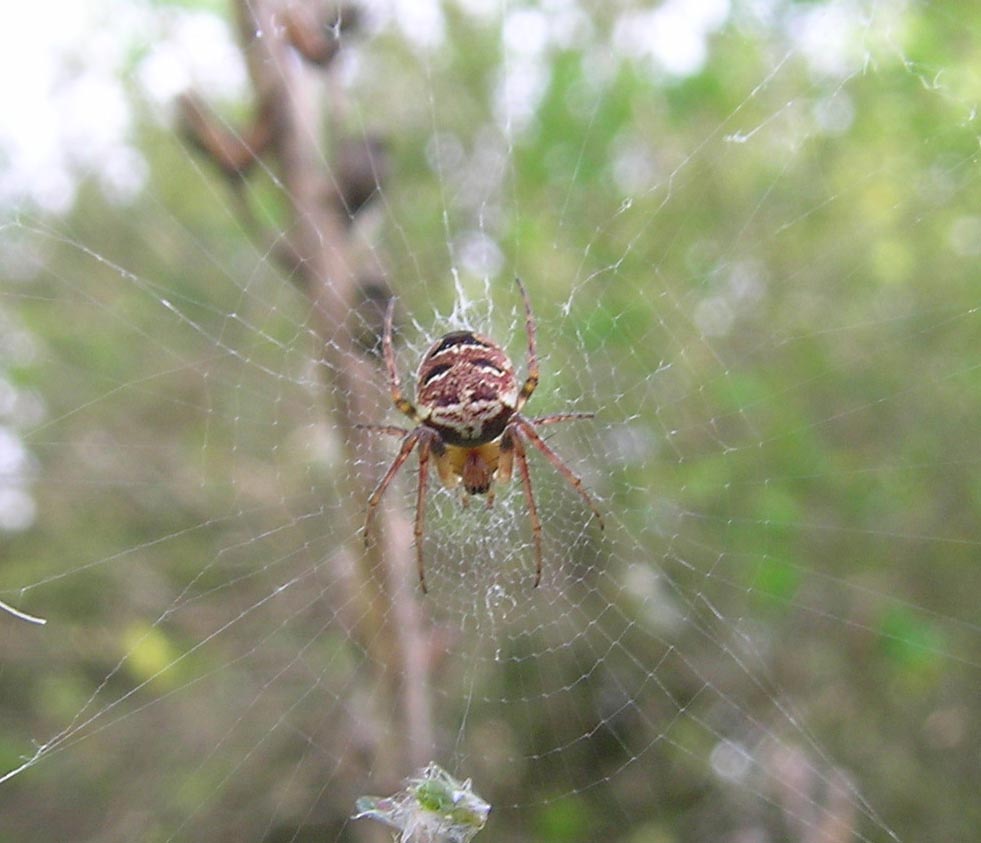 Araneidae - Cornuda (TV)